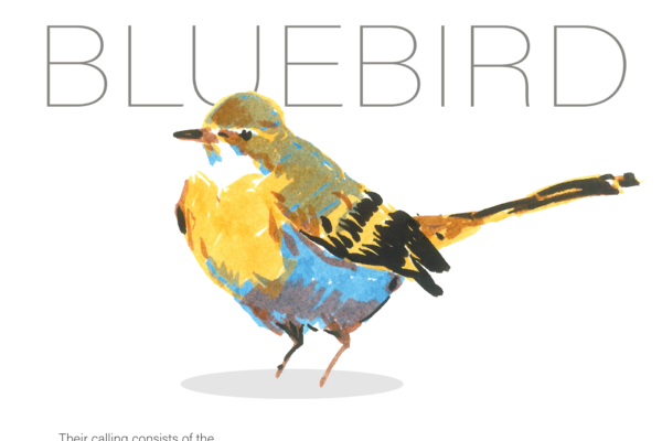 bluebird