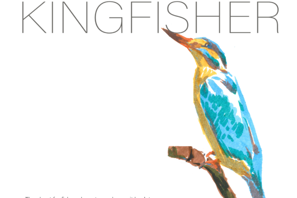 kingfisher