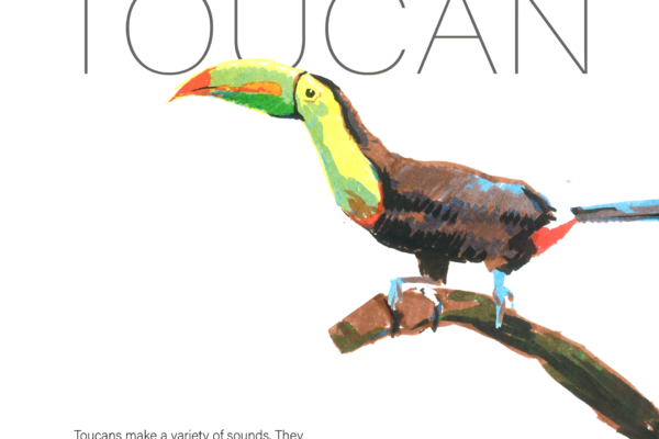 toucan