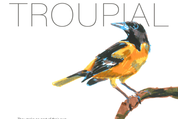 troupial