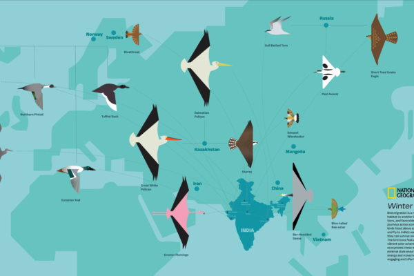 infographics-06