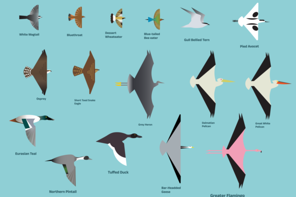 infographics (1)