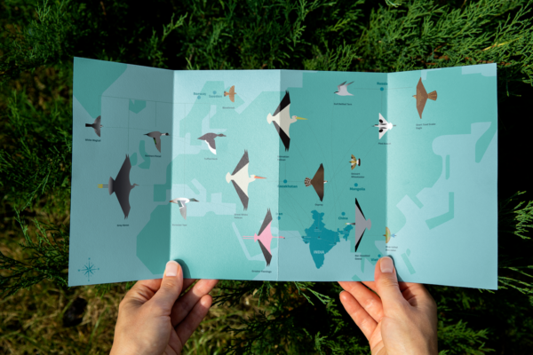 infographics